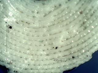 Beach Sand From Grand Turk, Caribean Sea