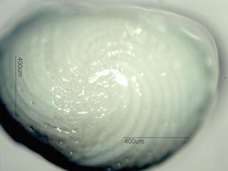 Beach Sand From Grand Turk, Caribean Sea