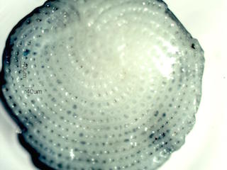 Beach Sand From Grand Turk, Caribean Sea