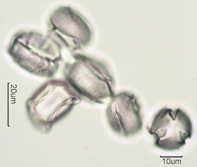 Scotch Broom (Cytisus scoparius) Pollen