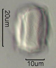 Scotch Broom (Cytisus scoparius) Pollen