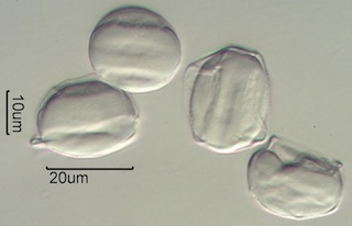Scotch Broom (Cytisus scoparius) Pollen