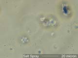 Sodium Chloride Marine Aerosol