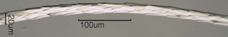 Seal Hair Near Mid-Length