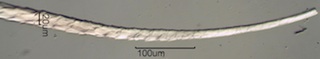Seal Hair Near Root