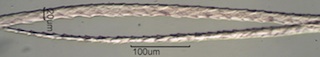 Seal Hair at Termination