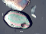 Zircon