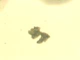 Septum Particle