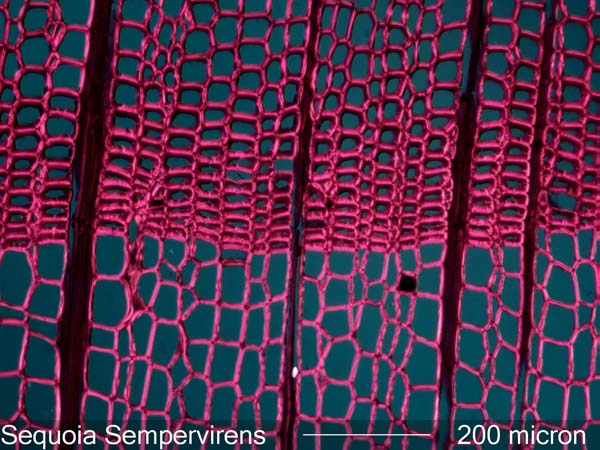 Sequoia Sempervirens, Cross-Section