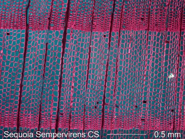 Sequoia Sempervirens, Cross-Section