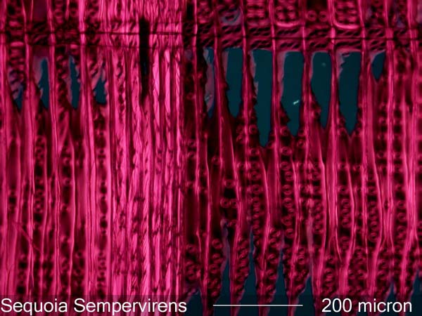 Sequoia Sempervirens, Radial-Section