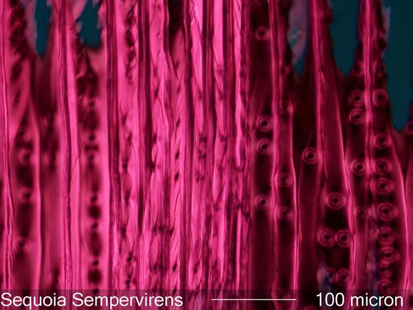 Sequoia Sempervirens, Radial-Section