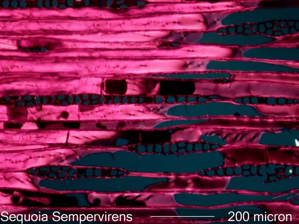 Sequoia Sempervirens, Tangential-Section