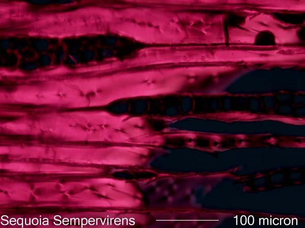 Sequoia Sempervirens, Tangential-Section