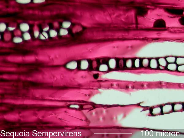 Sequoia Sempervirens, Tangential-Section