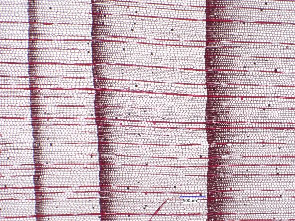 Sequoia Sempervirens, Cross-Section