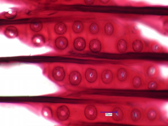 Sequoia Sempervirens, Radial-Section