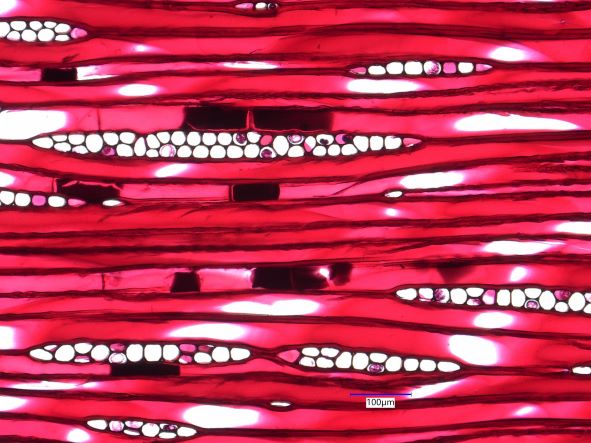 Sequoia Sempervirens, Tangential-Section
