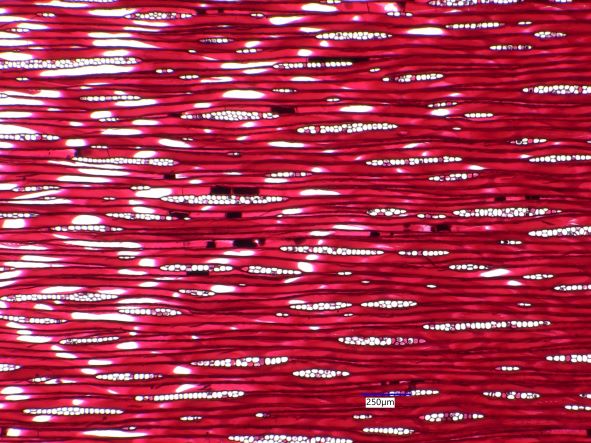 Sequoia Sempervirens, Tangential-Section