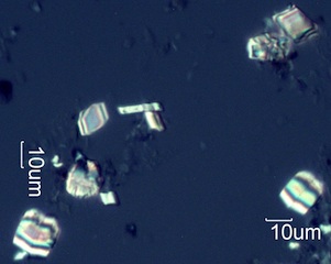 Calcium Oxalate Phytoliths