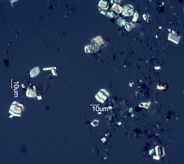 Calcium Oxalate Phytoliths from the Leaves of Amelanchier alnifolia