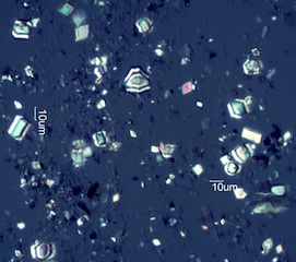 Calcium Oxalate Phytoliths
