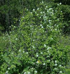 Serviceberry (Amelanchier spp.)