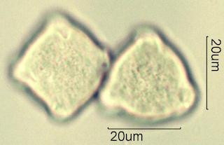 Serviceberry (Amelanchier spp.) Pollen under the Microscope
