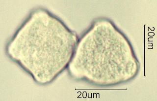 Serviceberry (Amelanchier spp.) Pollen under the Microscope