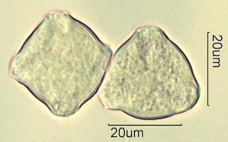 Serviceberry (Amelanchier spp.) Pollen under the Microscope