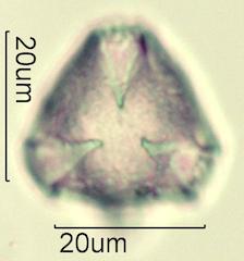 Serviceberry (Amelanchier spp.) Pollen under the Microscope