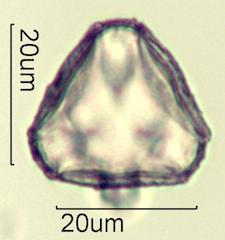 Serviceberry (Amelanchier spp.) Pollen under the Microscope