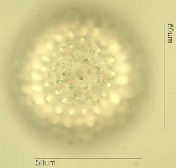 Sida acuta Pollen