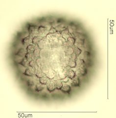 Sida acuta Pollen