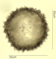 Sida acuta Pollen