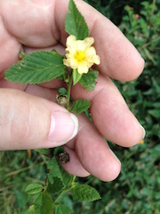 Sida acuta