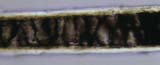 Silver Fox Guard Hair Near Root End