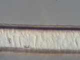 Silver Fox Guard Hair Near Mid-Shaft