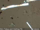 Human Skin Flakes and Clothing Fiber