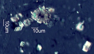 Calcium Oxalate from Snowberry (Symphoricarpus albus) Leaves