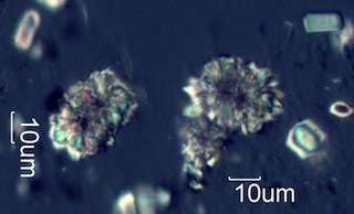 Calcium Oxalate from Snowberry (Symphoricarpus albus) Leaves