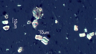 Calcium Oxalate from Snowberry (Symphoricarpus albus) Leaves