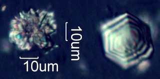 Calcium Oxalate from Snowberry (Symphoricarpus albus) Leaves