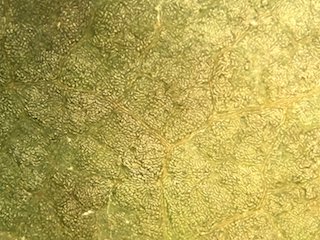 Snowberry Leaf