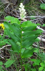 Solomon’s Plume (Smilacina stellata also Maianthemum stellatum)