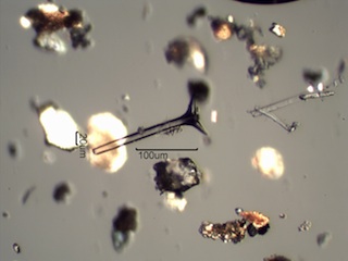 Sponge Spicule