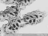 GLOSPAN Spandex, Cross-Section