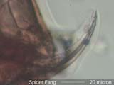 Fang of Spider