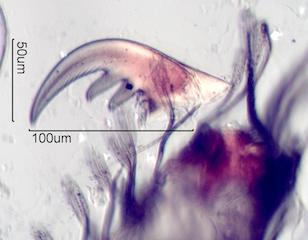 foot of Spider