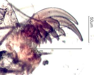 foot of Spider